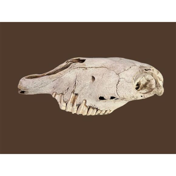 Authentic Animal Skull Collectible - Natural Bone - Wildlife Enthusiast Decor - Picture 3 of 5